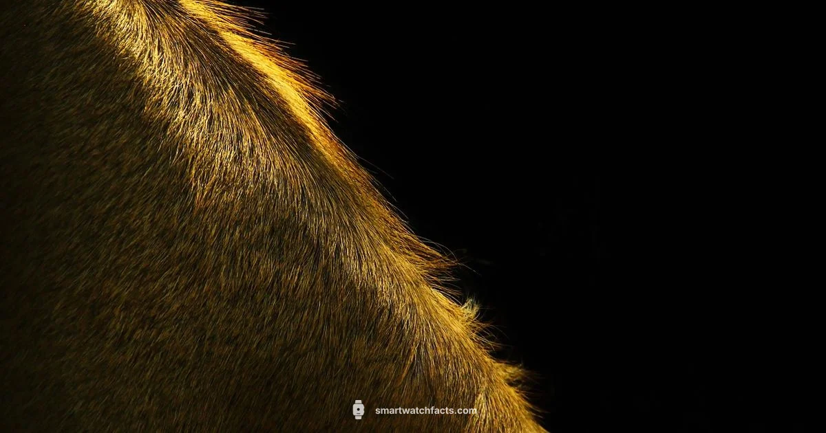 Watch Screen Size - Smartwatch Facts