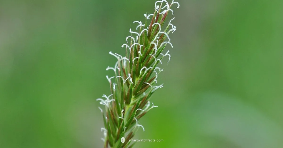 Mercury Review - Smartwatch Facts