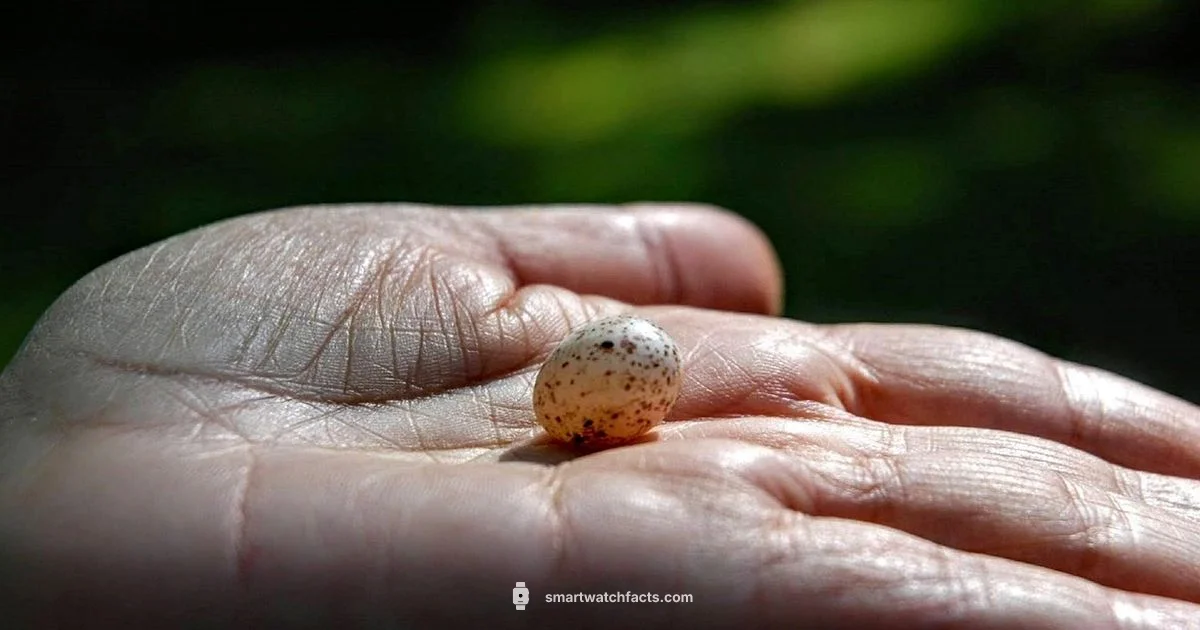 Rash Care for Wearables Rash Care for Wearables - Smartwatch Facts