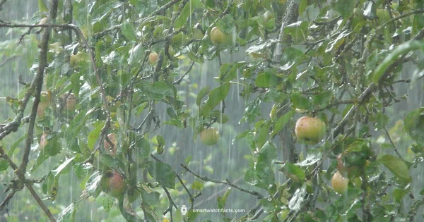 Waterproof Wearables - Smartwatch Facts