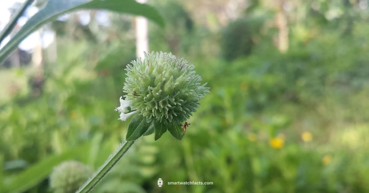 Wrist Camera Power - Smartwatch Facts