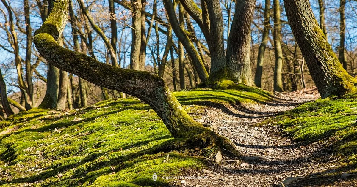 Kospet Tank M1 Pro Guide - Smartwatch Facts