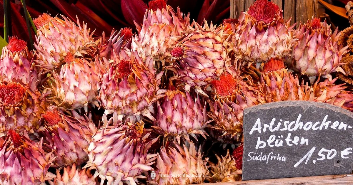 Price Noise Guide - Smartwatch Facts