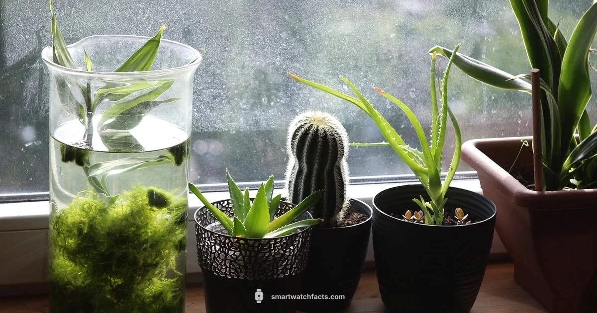 Pots on Wrist - Smartwatch Facts