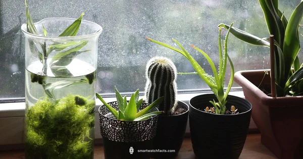 Pots on Wrist - Smartwatch Facts