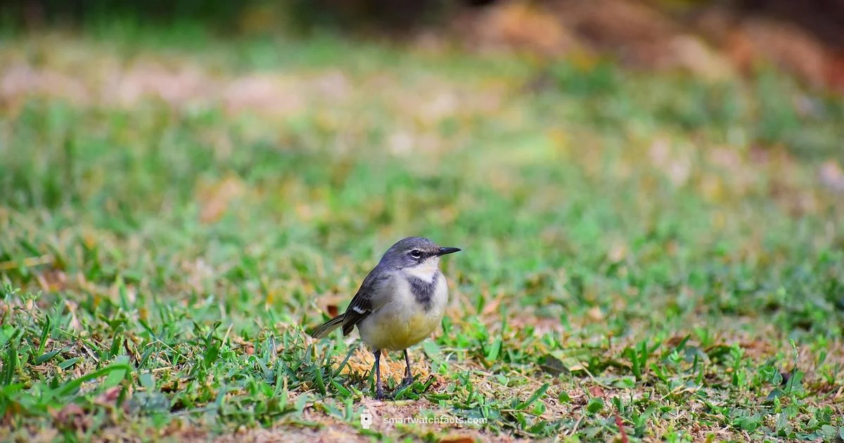 Ugly Design, Smart Function Ugly Design, Smart Function - Smartwatch Facts